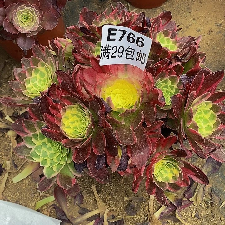 多肉海王优选766多肉