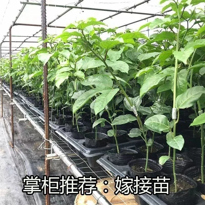 广西正宗黄金9号嫁接苗四季爬藤南北方盆栽地栽可种