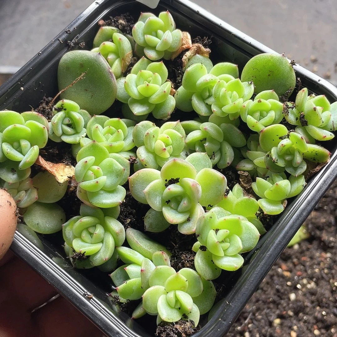 米*珍妮一物一拍158