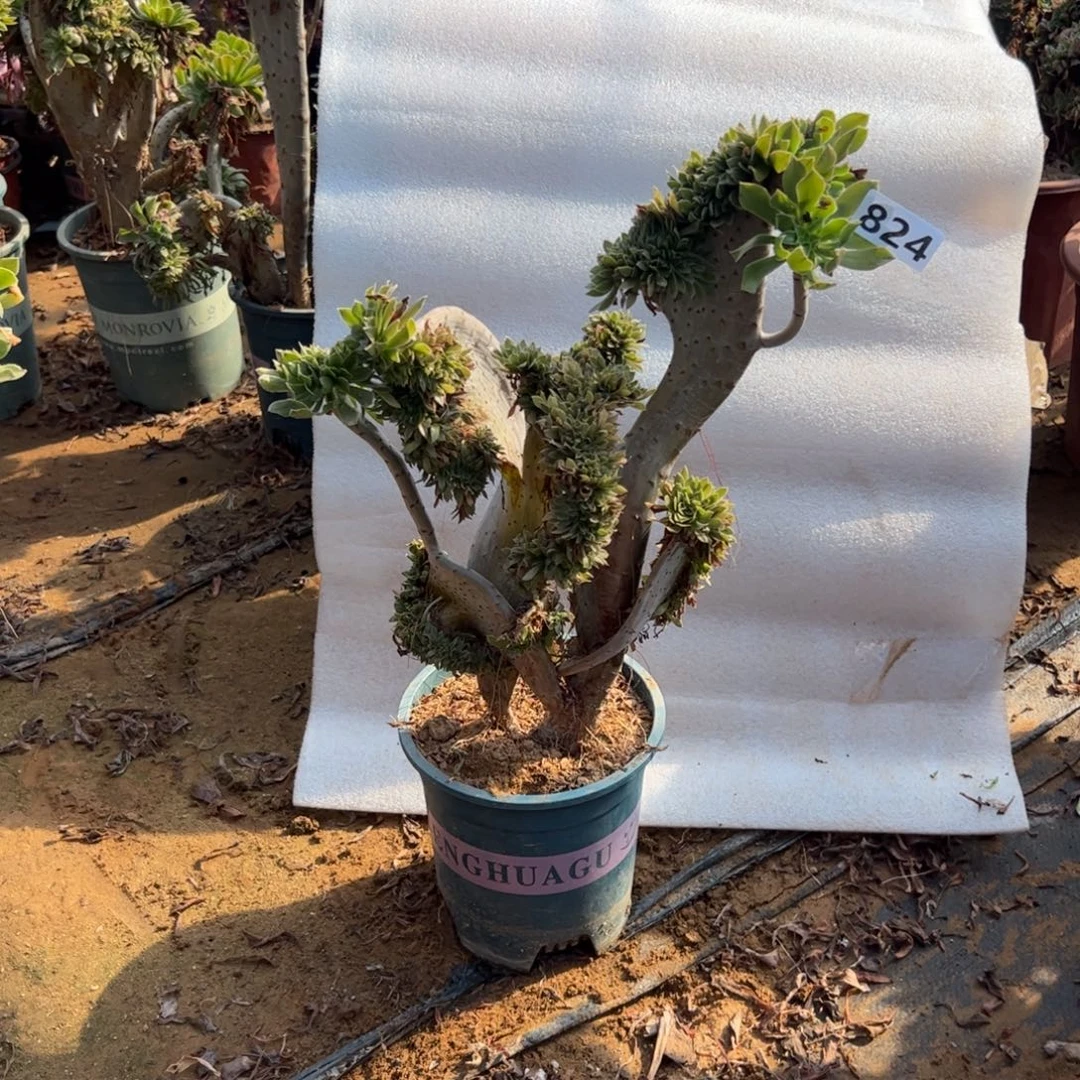 有伤原始绿824高度38厘米