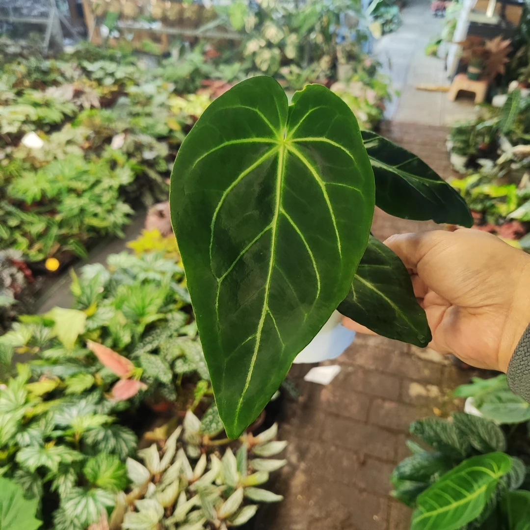 华丽花烛室内观叶植物大叶花烛经典品种耐阴好养绿植盆栽