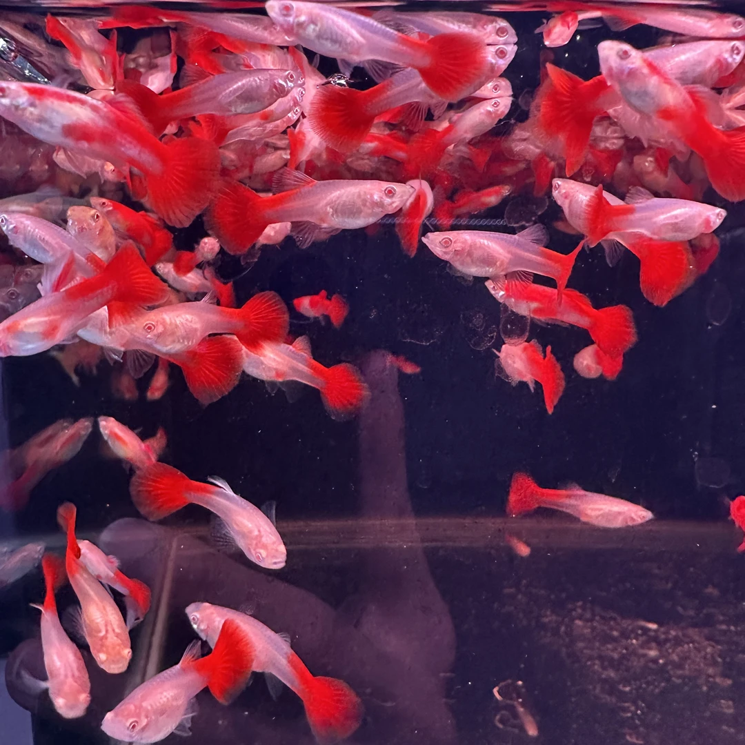 红头不包头20条孔雀鱼渔场直销