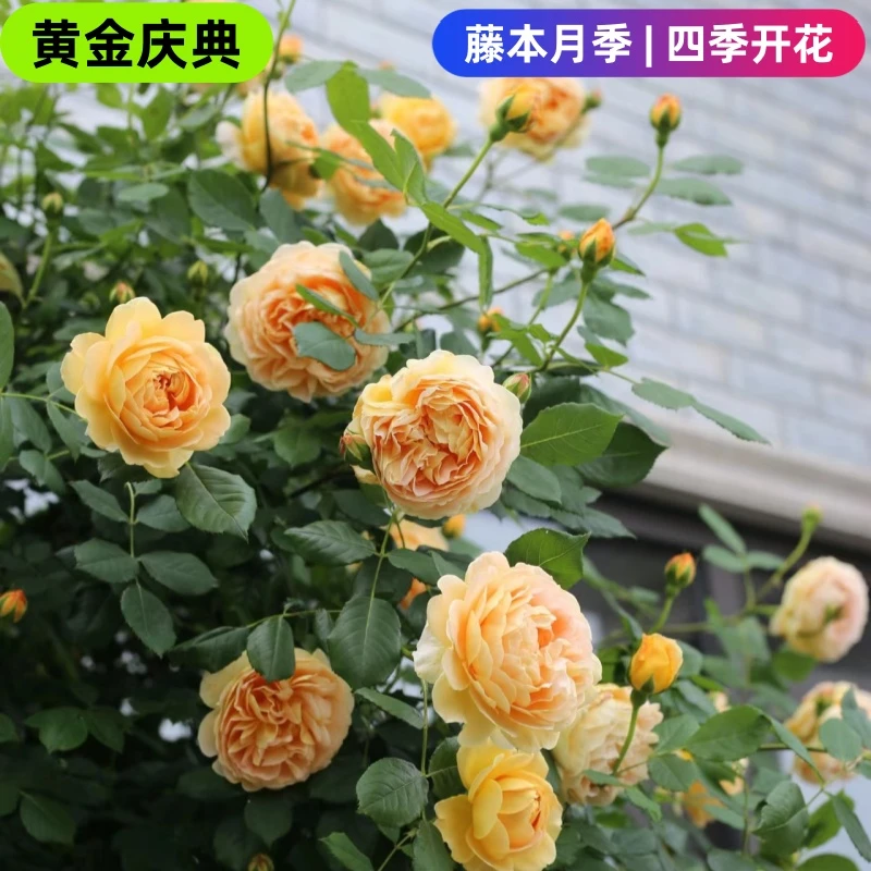 【黄金庆典小苗买一送一】黄色大花浓香四季开花新手好养爬藤月季