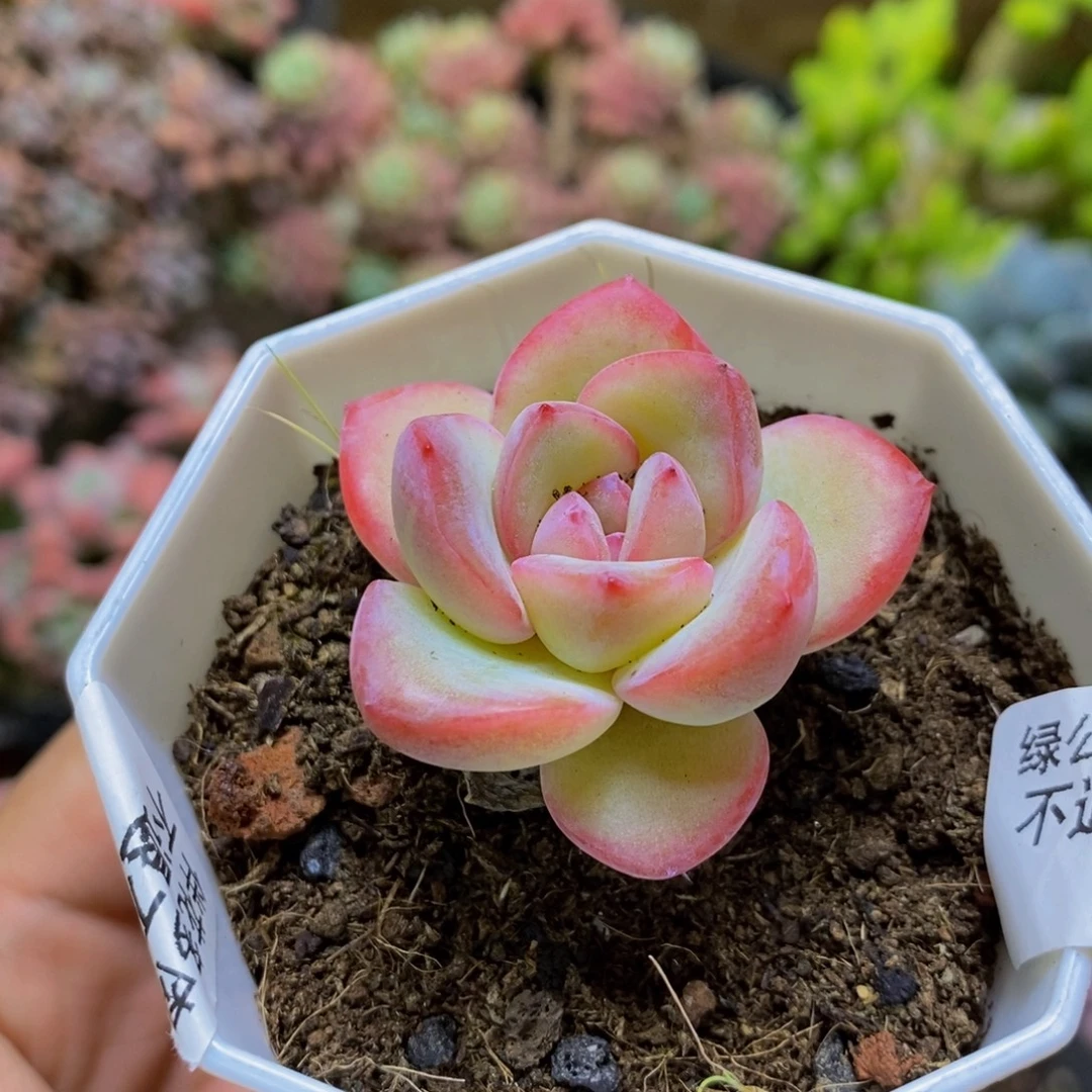 031香草3cm多肉植物