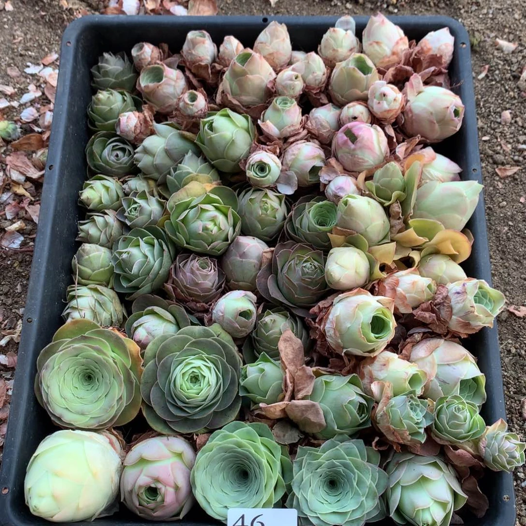 清棚有瑕疵46号…………