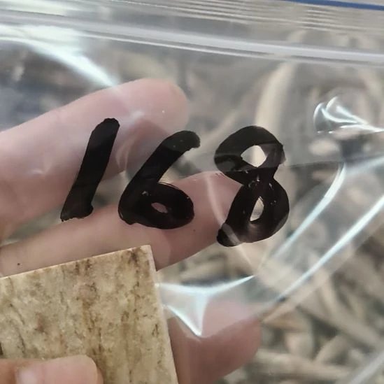 惠***馆鹿角鹿角鹿角鹿角鹿角鹿角