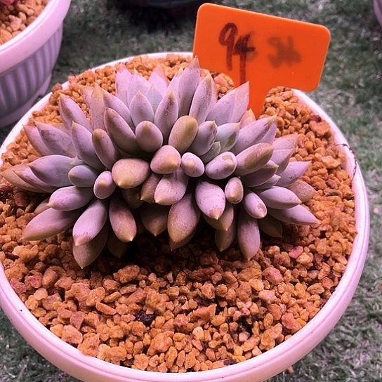 彩体体哥特94号码牌子的