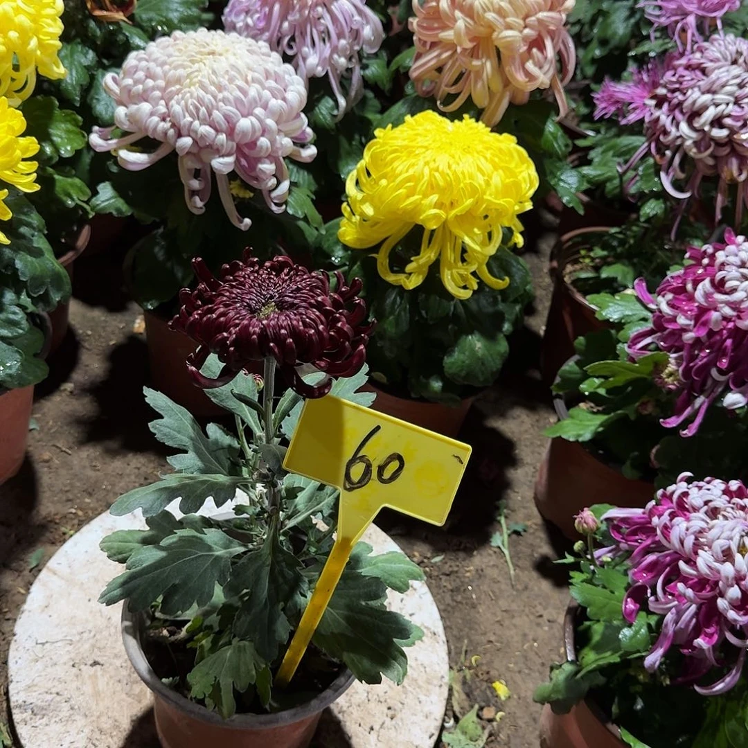 ****心大部分花苞少量开放60