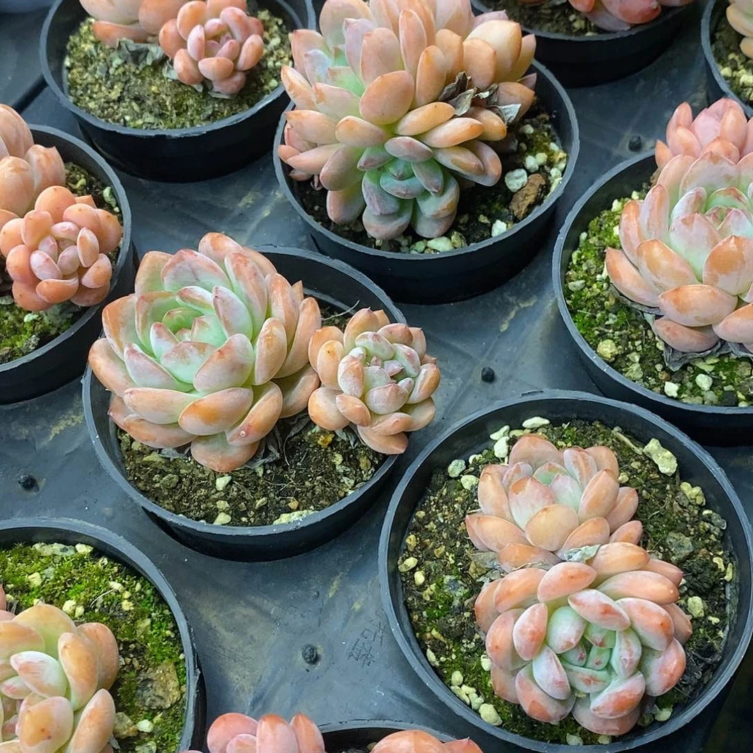 团。全明星。福利多多