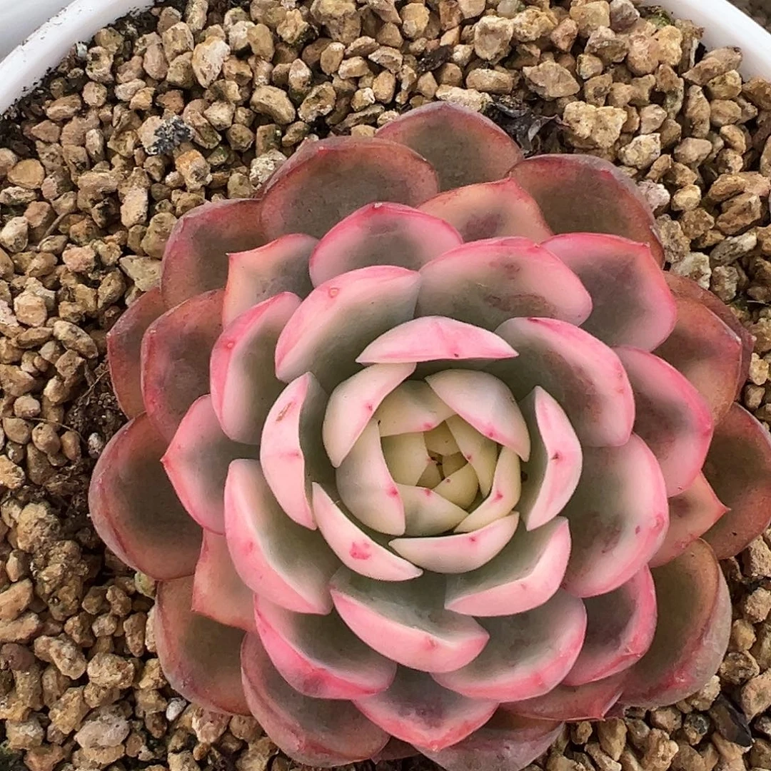 韩水晶锦多肉植物