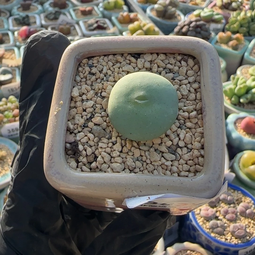 开***心3537-一物一拍 带盆