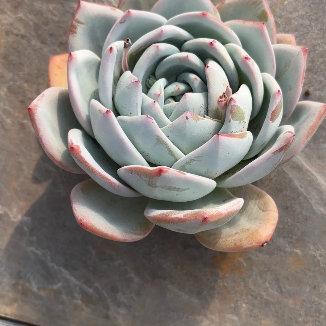 幸运草的春天姐的仙女橙寄养