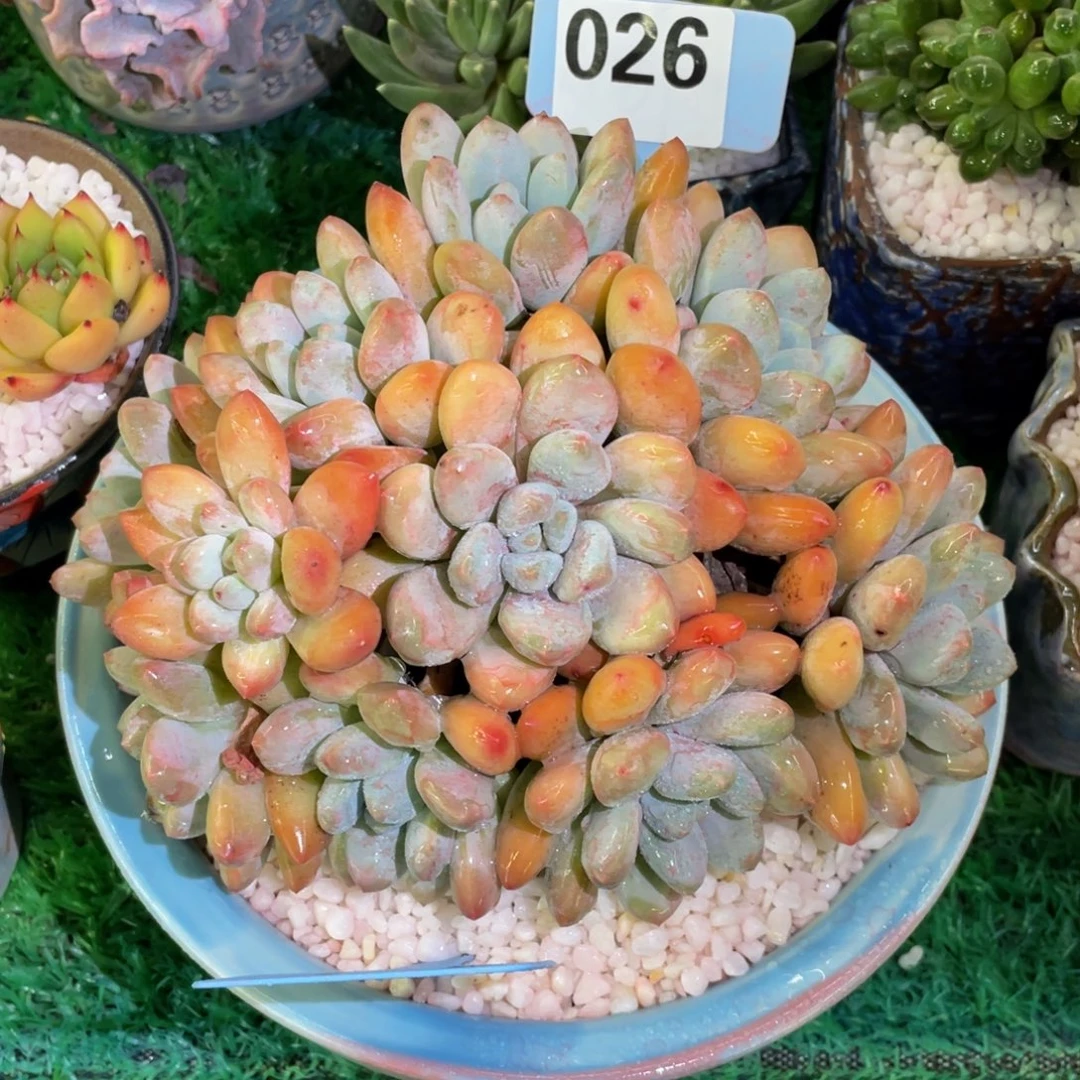026香水多肉植物盆栽