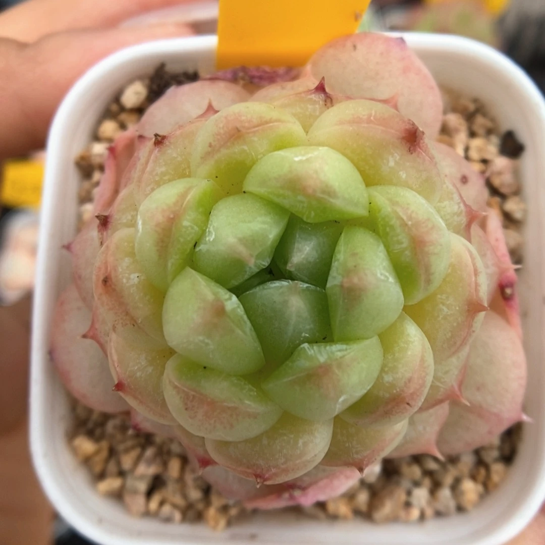 绿泡泡可拍897号。