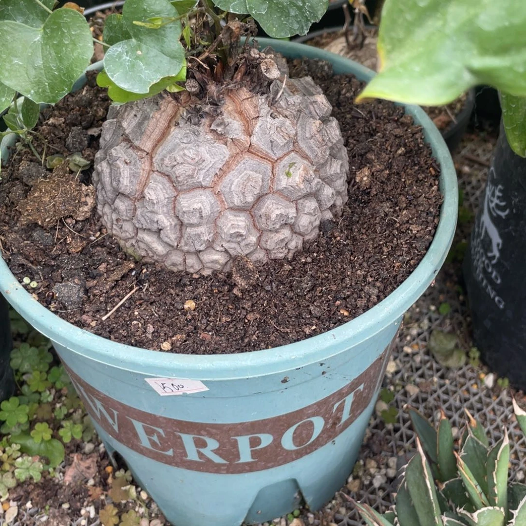 无花朵南非龟甲龙