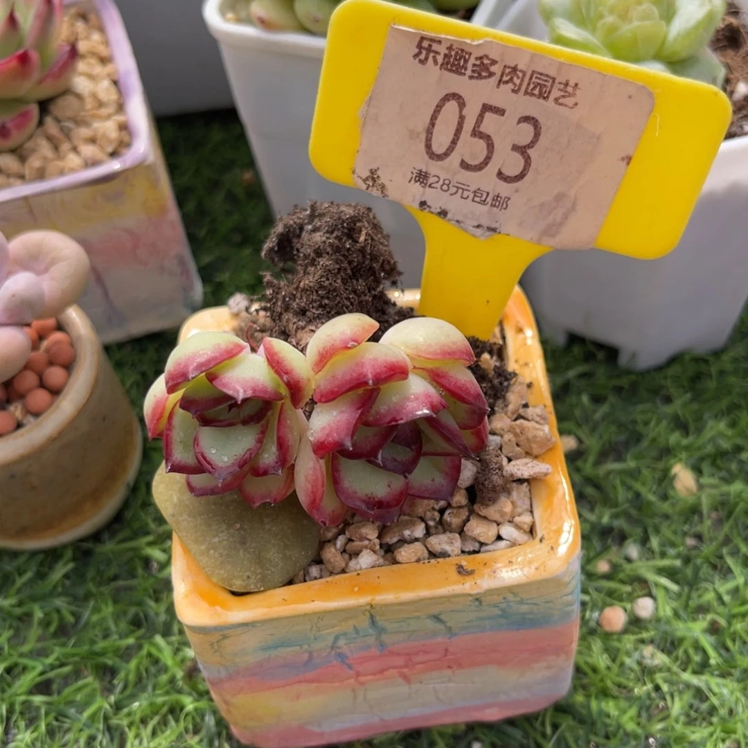 多肉植物一物一拍