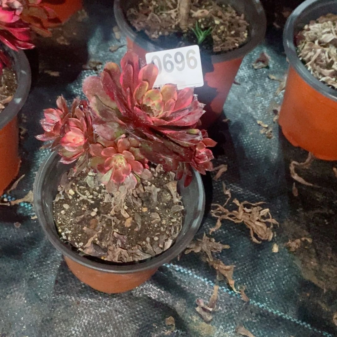 八***雨烟花696多肉1111小棵