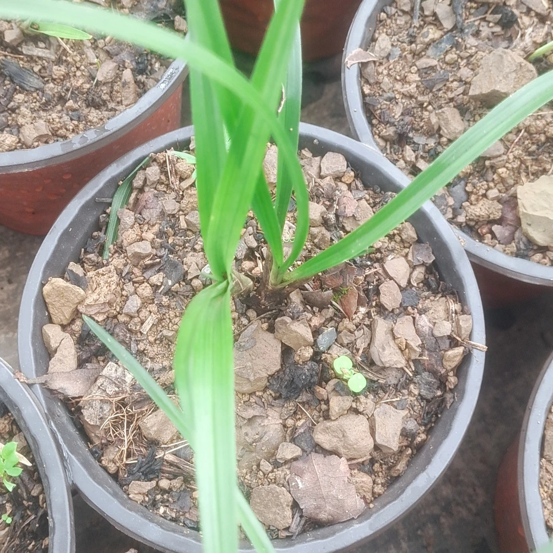 兰花自然养植盆栽连体小苗四季观赏花卉绿植兰花盆栽兰草兰花草