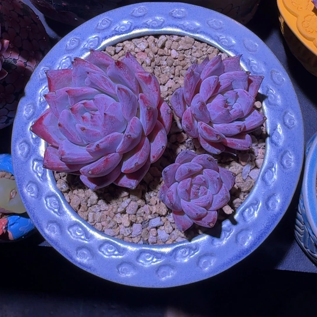 祖母绿 3头 一物一拍