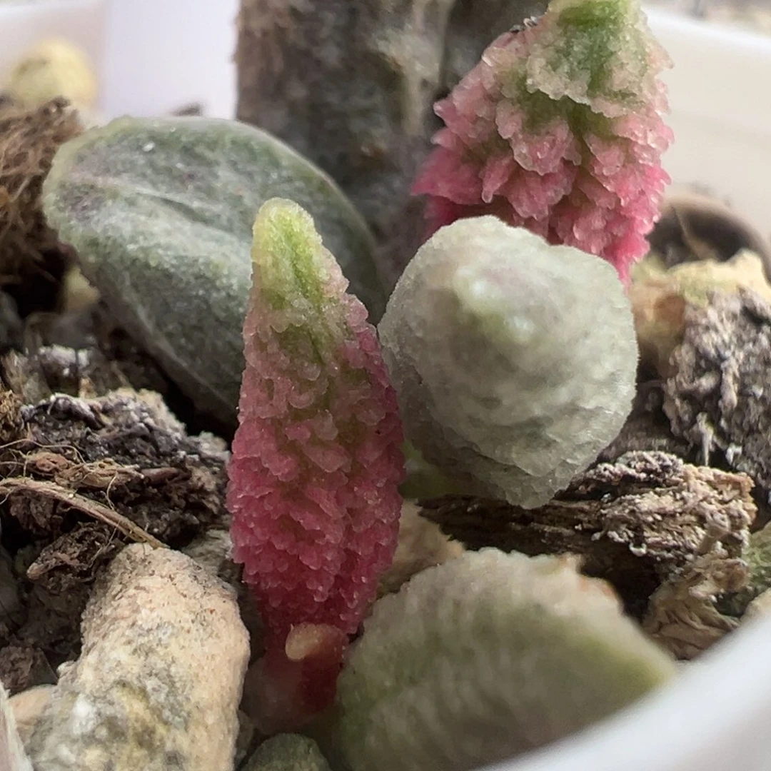 73倒刺融冰大苗多头多肉植物