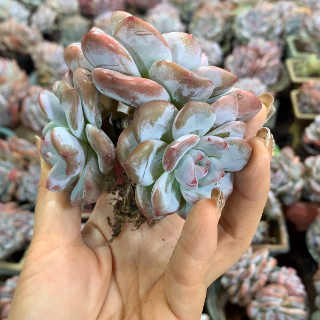 4头哈哈哈哈哈哈哈哈哈哈