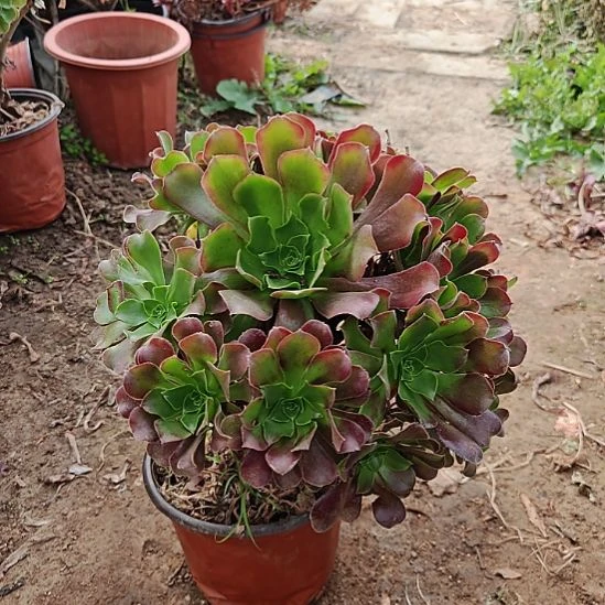 欧紫法师加急发货14