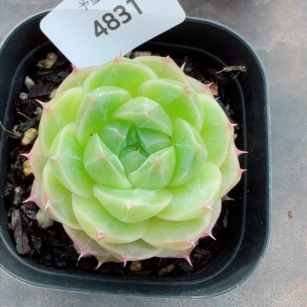 井天，4831多肉植物