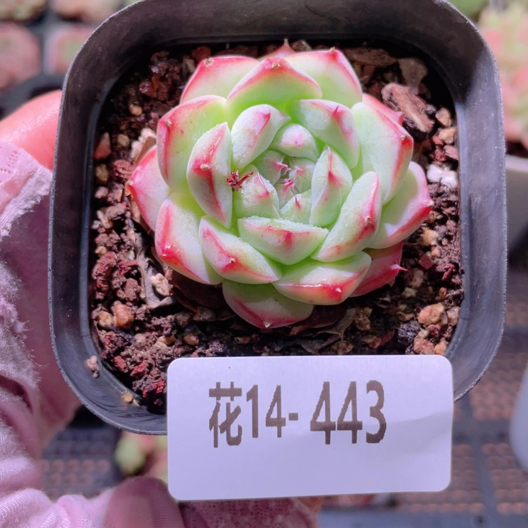 花利美14-443画扇