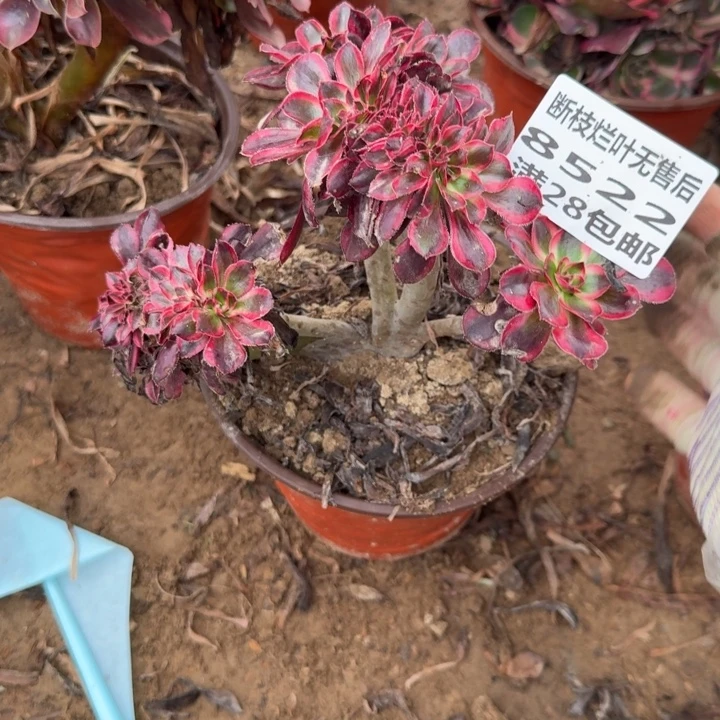 8522二号棚香奈尔缀A