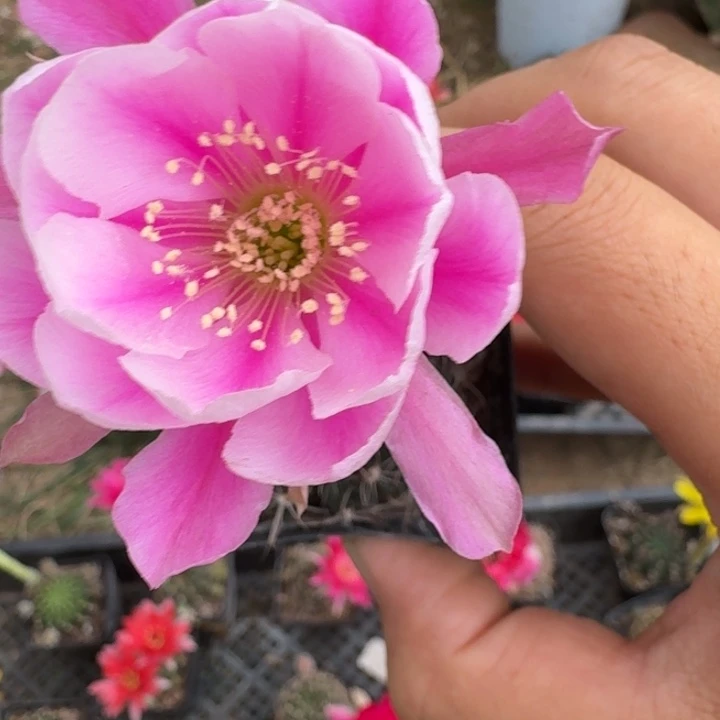 241丽花根掰花脱土发货瘦软伤
