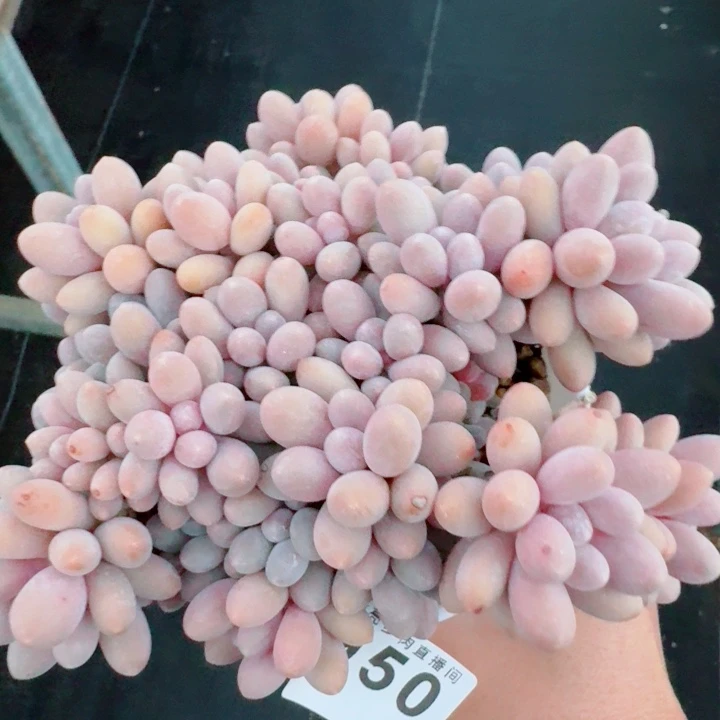 汤圆群生           精美多肉