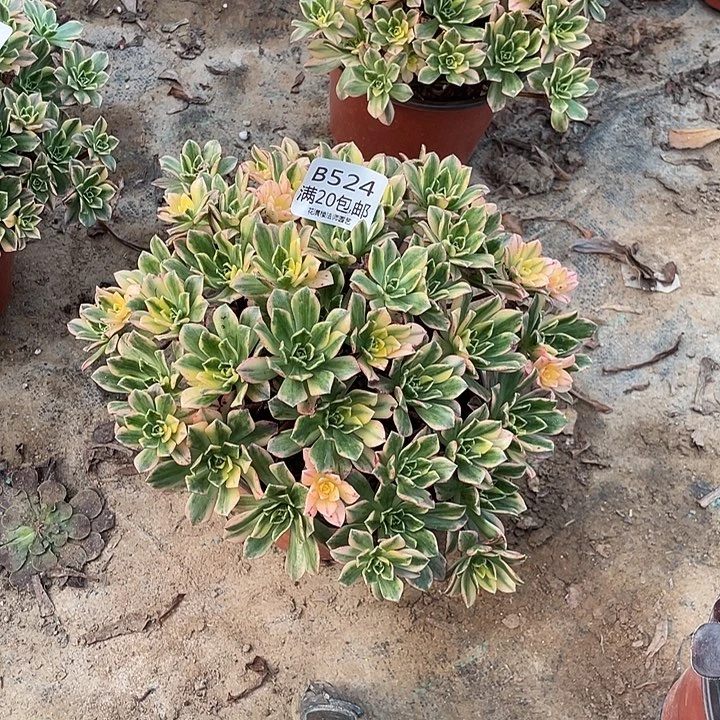 524甜茶多肉法师多肉法师