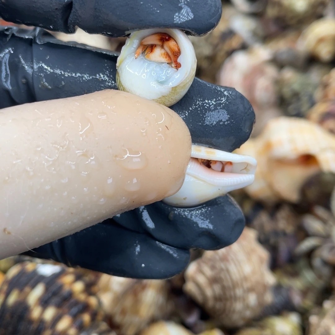 不退不换活体宠物122