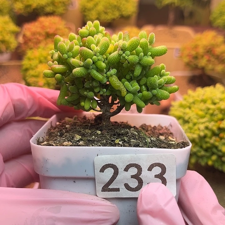 无花朵233金桔糖球