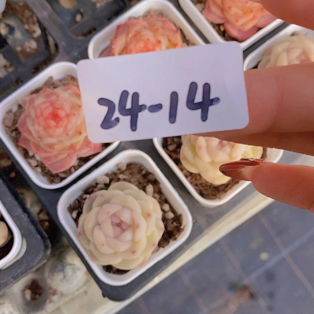 24-14-福利冻唇蜜一颗+雪碧一颗