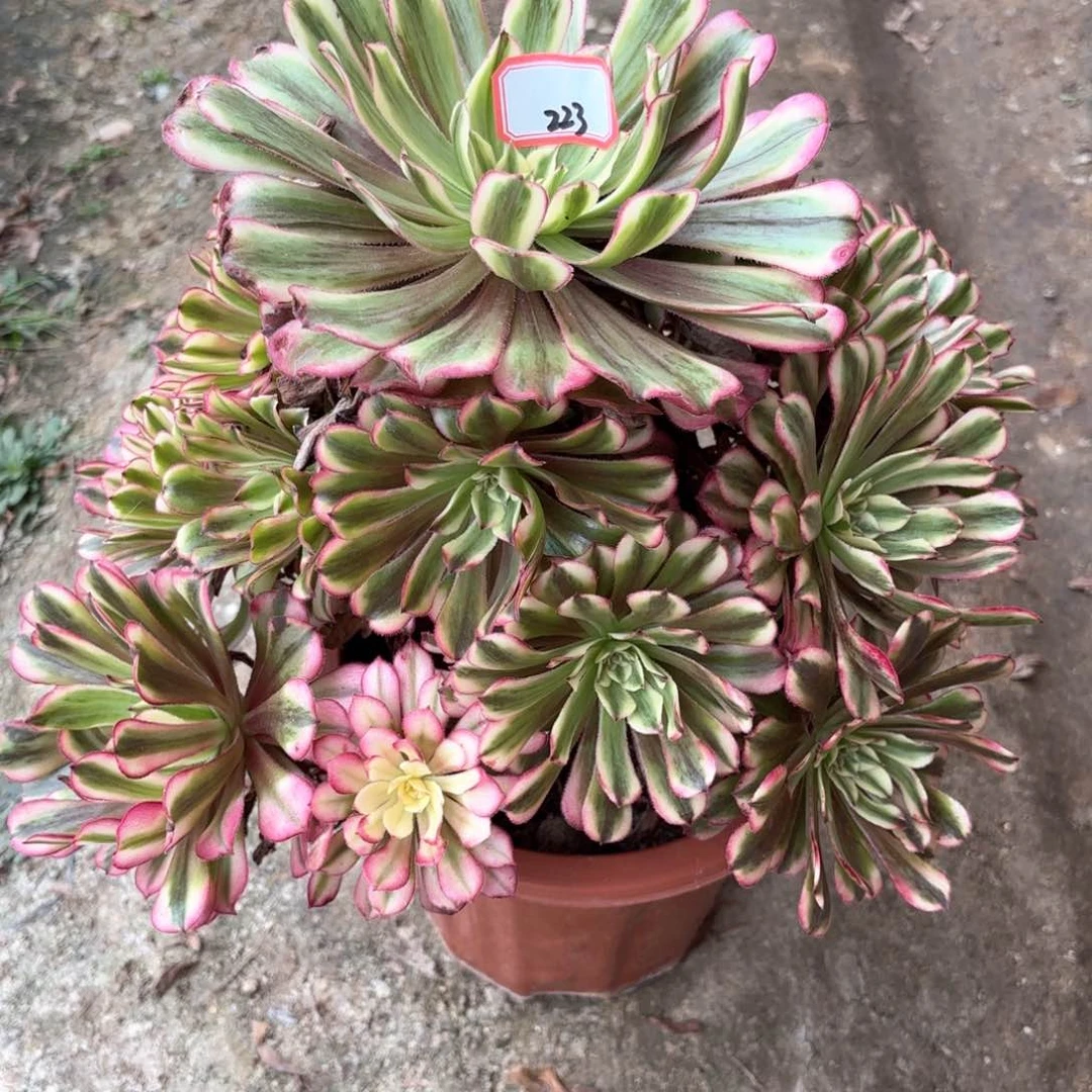 全部花朵223仙子多肉植物