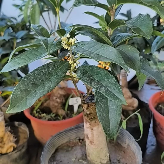 涛***旧完全开放三拼四季桂花