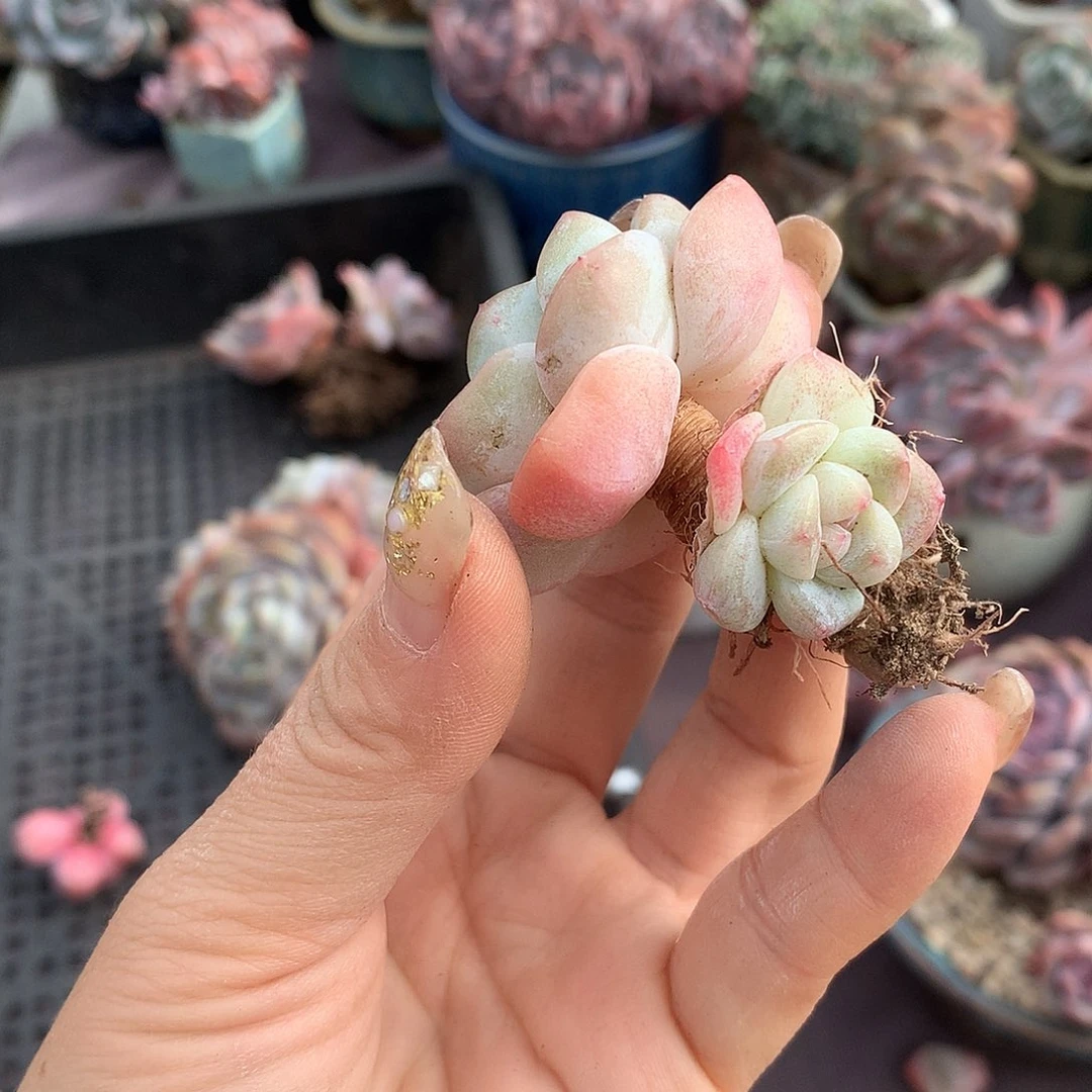 哈哈哈哈哈哈哈哈哈石榴籽