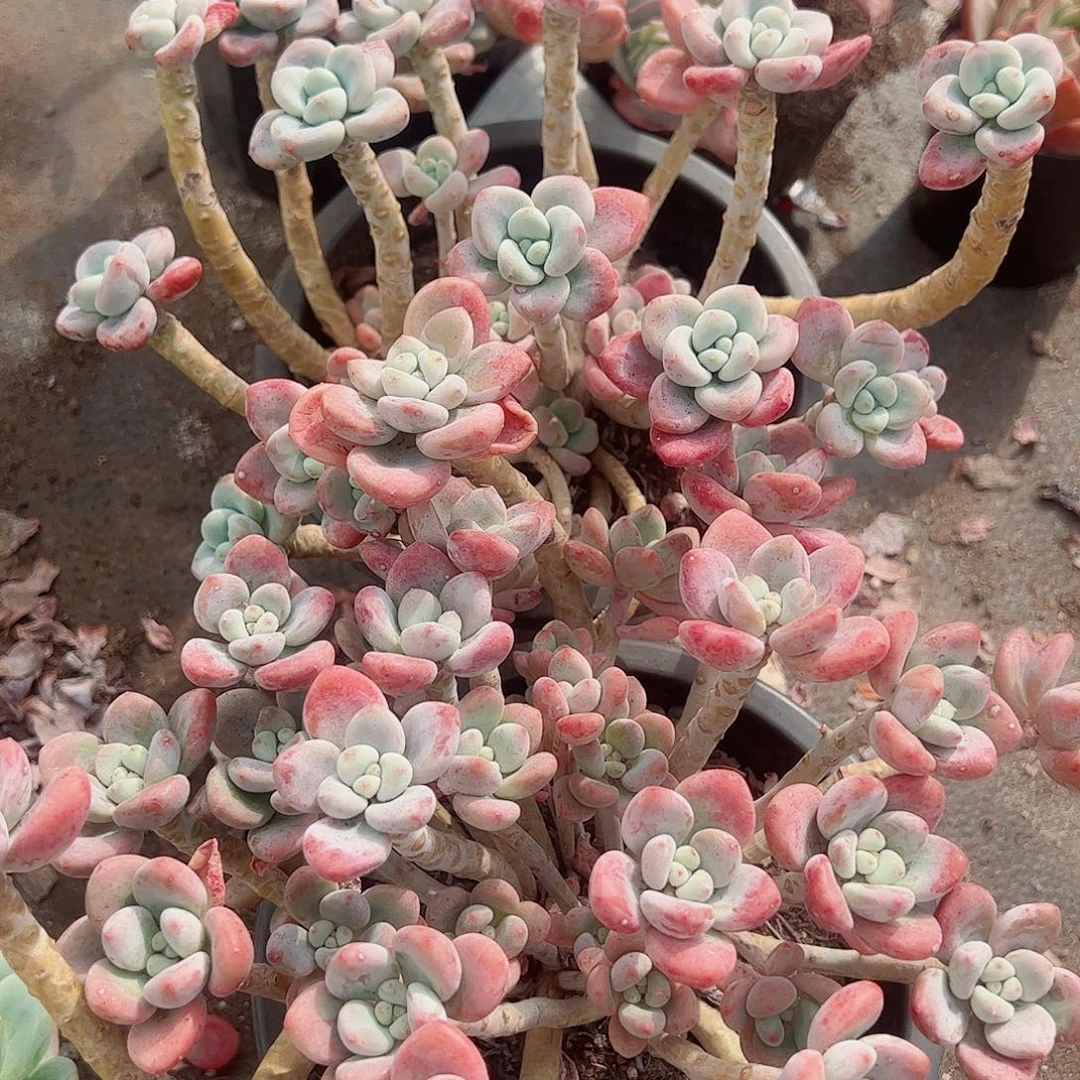 樱花红洛神多头群生精品