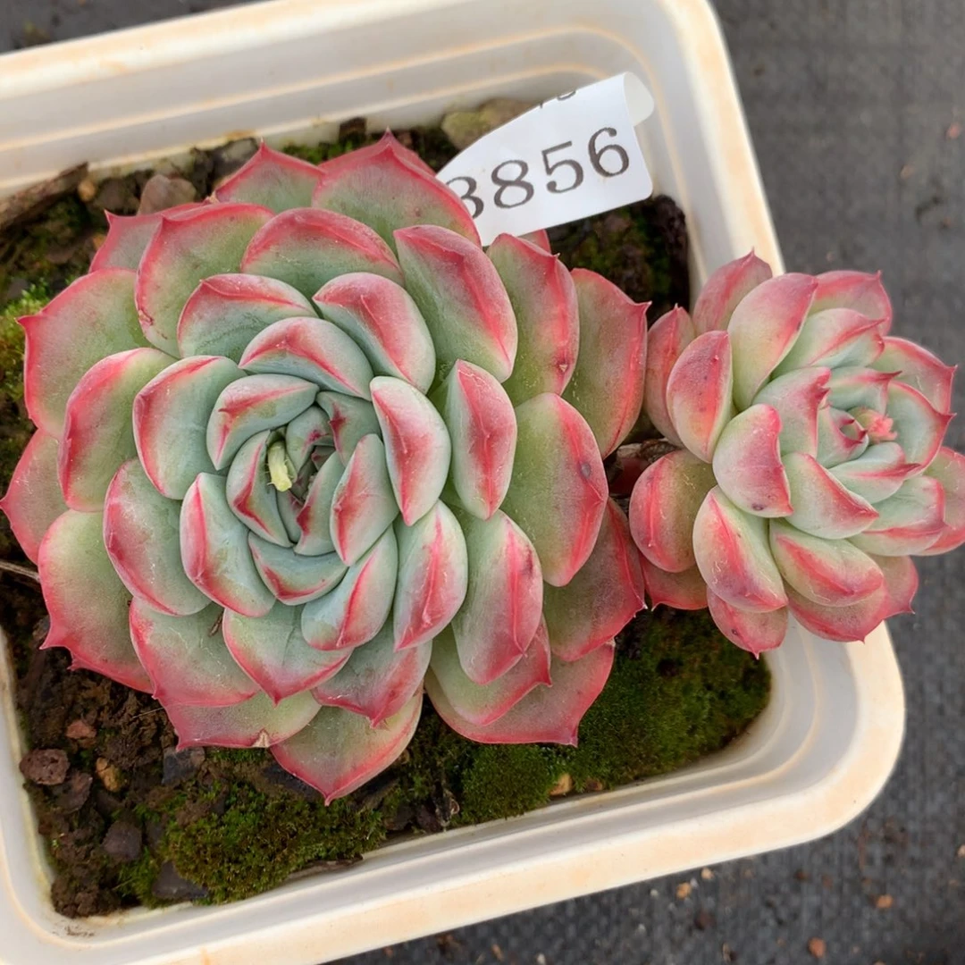 3856杂交多肉植物