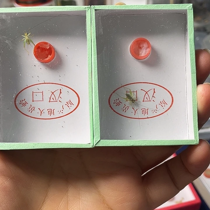 中须翡翠哈哈哈哈哈