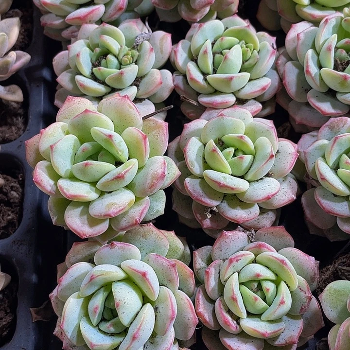 小香草1.5带土发货