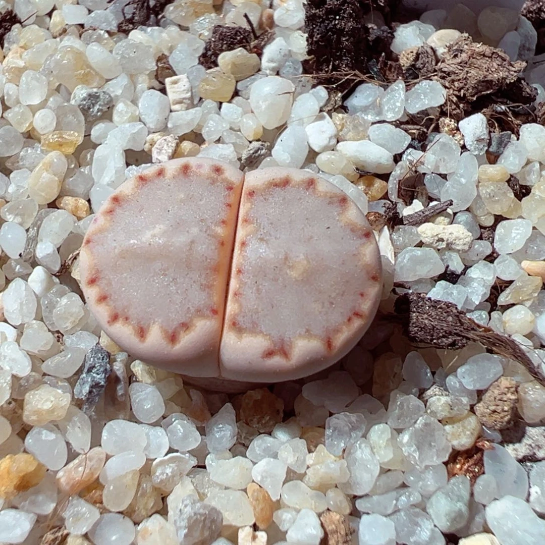 1222-378多肉多肉162a