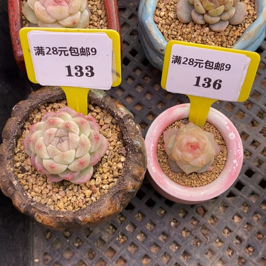 9133.9136蜡像，芒果多肉