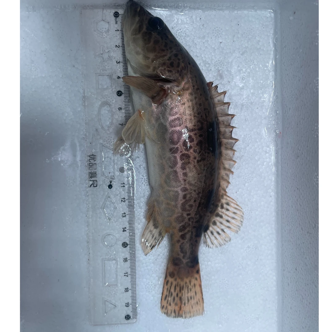 淡水溪流原生野采癍鳜观赏鱼18到20厘米