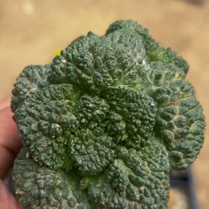 无花朵福利颗粒大尤哥斯拉怒牡丹189