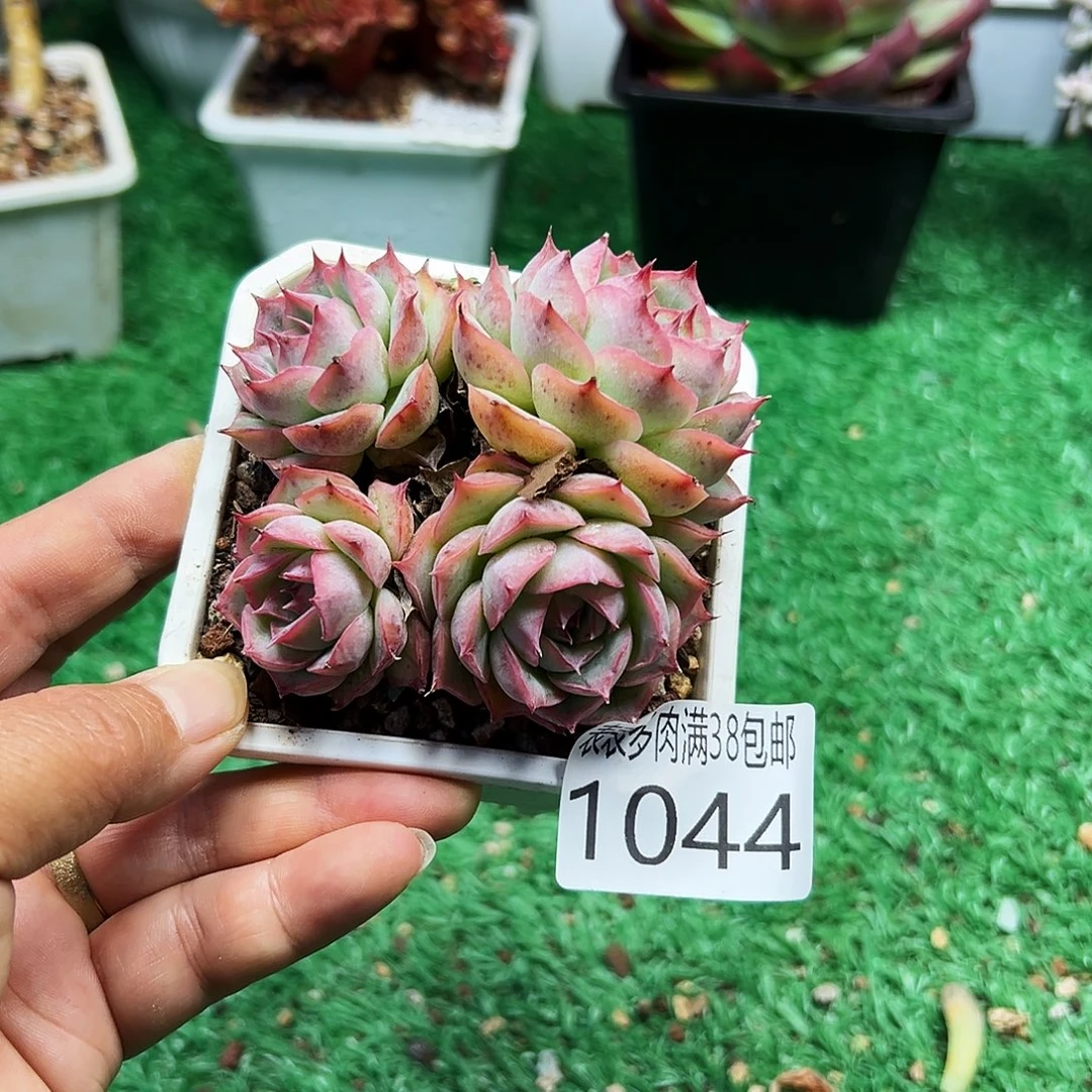 无花朵多肉一物一拍植物1044