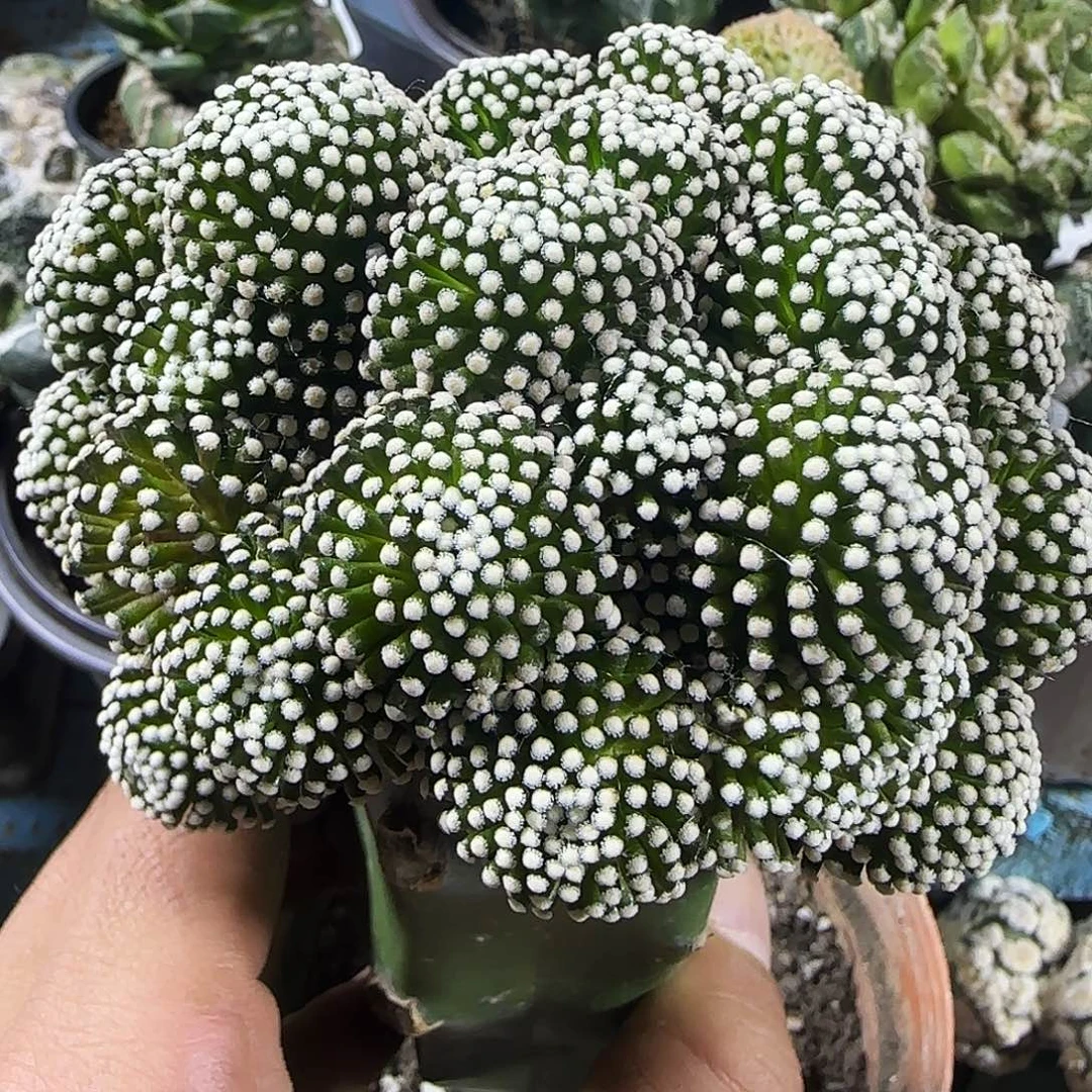 群头松针牡丹780小人球