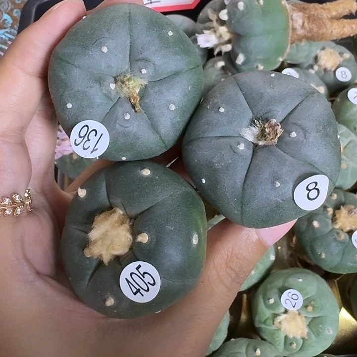 完全开放F**G实生三颗仙人球园艺观赏植物