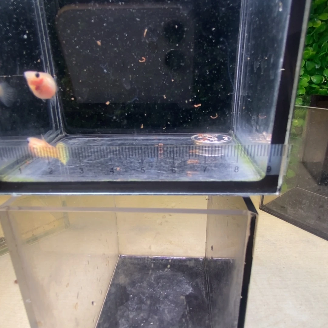 孔雀鱼黄蕾丝玻璃猫韵母一对